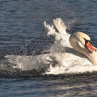 Dobře naladěná labutěnka.......