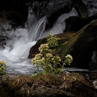 jaro na Bílé Opavě