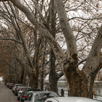 Platanová alej okolo Váhu 