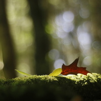 když se podzim unaví