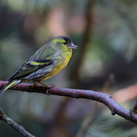 pan Čížek na inspekci