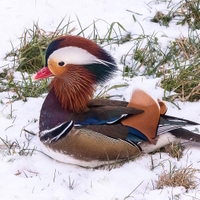 mandarinek   v zimě