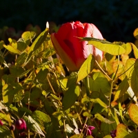 tulipán, který se prosadil