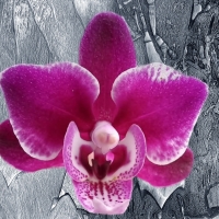 Orchidejka