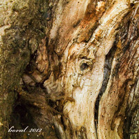 ošklivá vévodkyně