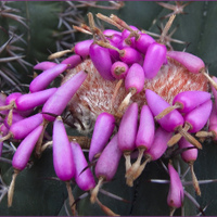 maximální plodnost