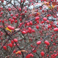 Dřišťál Thunbergův