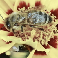 Příliš velká....