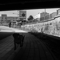 Panička