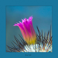 Gymnocactis viereckii