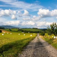 Posečeno