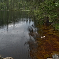 ...Prášilské jezero...(2)