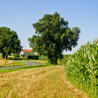 Letní příroda 