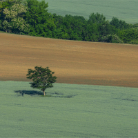 Solitér