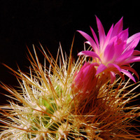 Neoportria mammillaroides