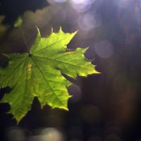 Light leaks
