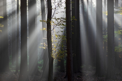 Obraz Světlo a les