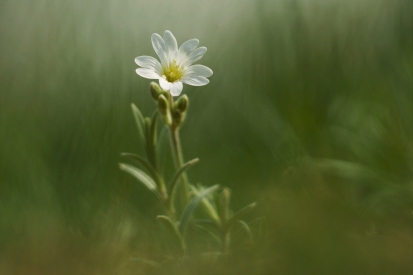 Obraz Bílý květ