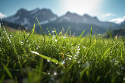 Detailní záběr na trávu s kapkami vody na ní