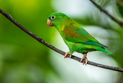 Obraz Portrét papouška