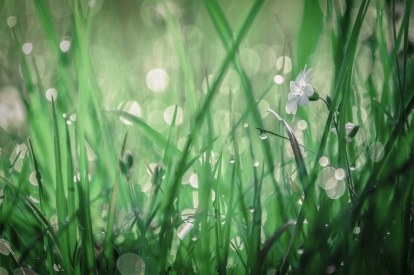 Obraz Perly v trávě