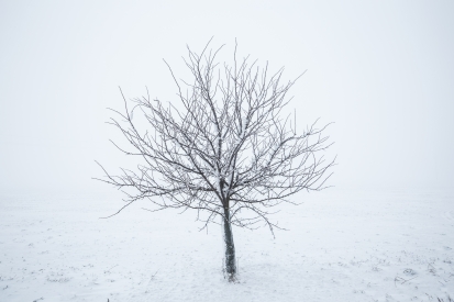 Obraz Zimní strom