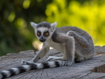 Obraz Lemur