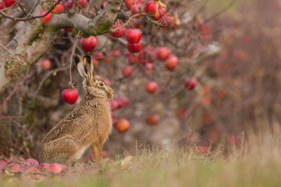 Obraz Zajíc polní pod jabloní