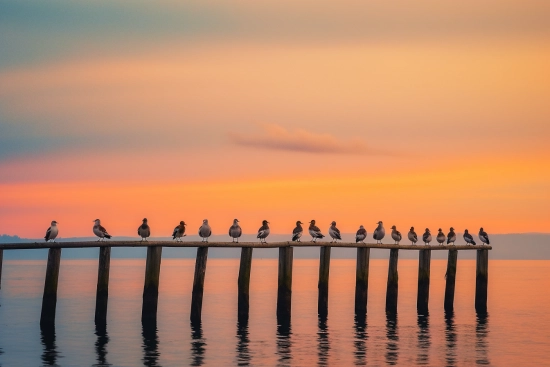 Skupina ptáků na dřevěném mostě