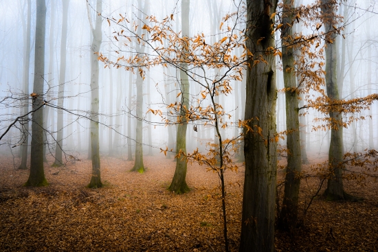 Obraz Ranní mlha v lese