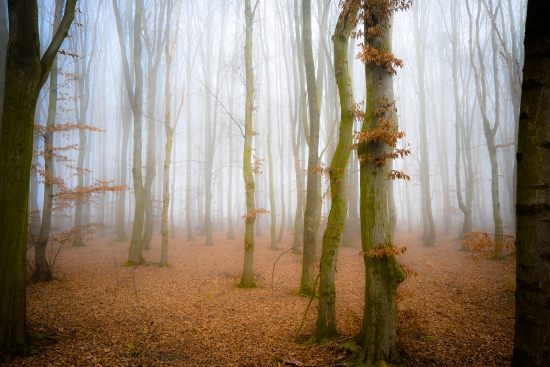 Obraz Ranní mlha v lese