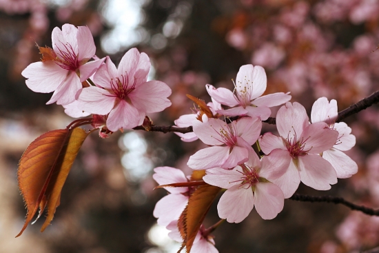 Obraz Květ sakury