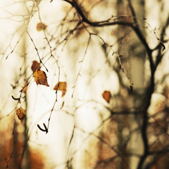 Obraz Nádherný obraz podzimní břízy