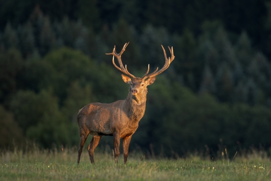 Obraz Jelen evropský (Cervus elaphus)