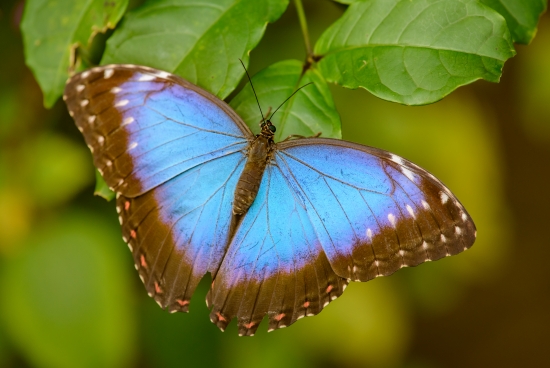 Obraz Modrý tropický motýl