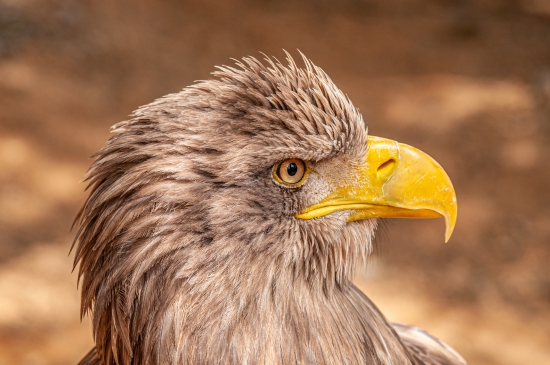 Obraz Portrét orla mořského