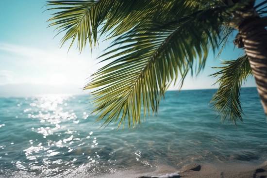 Palmová větev na pláži