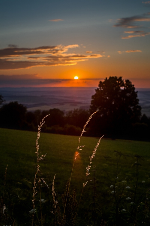 Obraz Stébla trávy v západu slunce