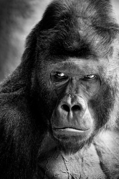 Obraz Gorila nížinná - Richard