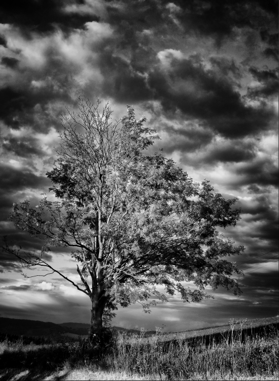 Obraz Dominantní strom v krajině s rozbouřenou oblohou