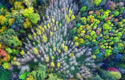 Obraz Barevný les