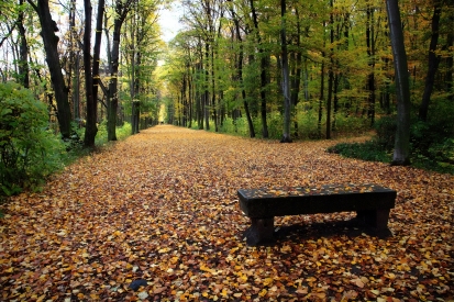 Obraz V podzimním parku