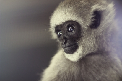 Obraz Portrét primáta - pohled