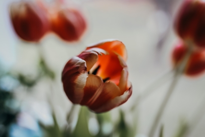 Obraz Čerstvé tulipány
