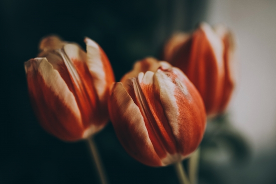 Obraz Čerstvé tulipány