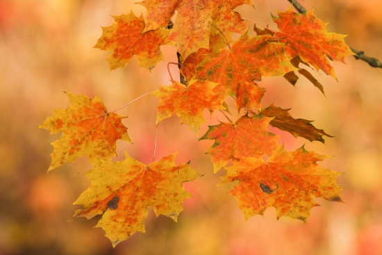 Obraz Podzimní listí