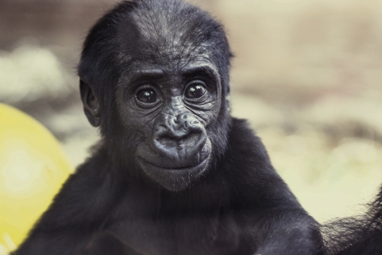 Obraz Mládě gorily nížinné