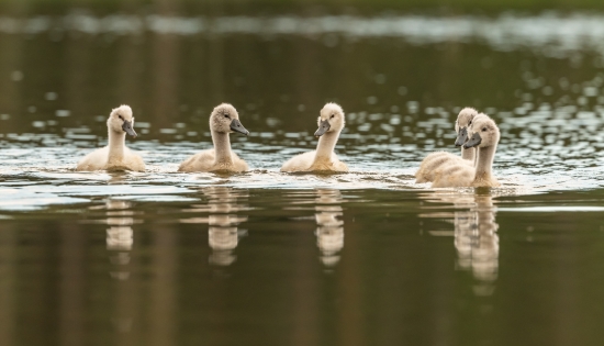 Obraz Mláďata labutí ve vodě