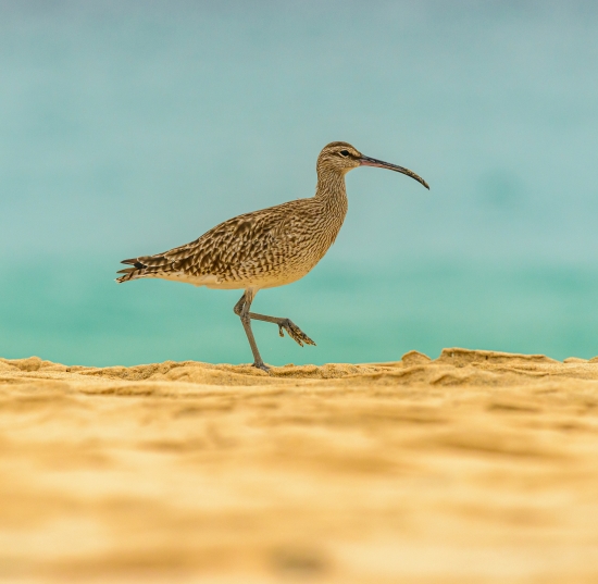 Obraz Pták koliha na pláži proti moři