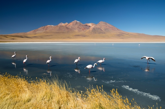 Obraz Laguna Hedionda - Bolívie
